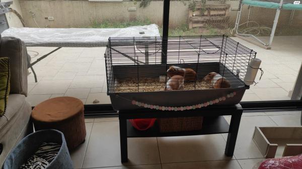 שלושה שרקנים מתוקים כולל כלוב