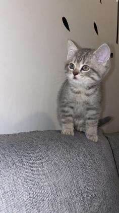 חתול סקוטי למכירה 2