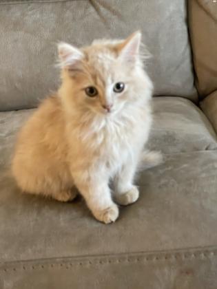 חתול פרסי למכירה הגיל , חודשיים