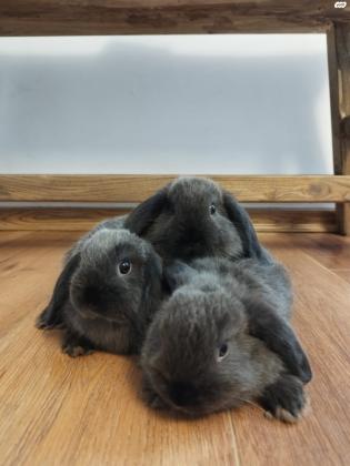 במחיר מציאה!! ארנב שמוט אוזניים