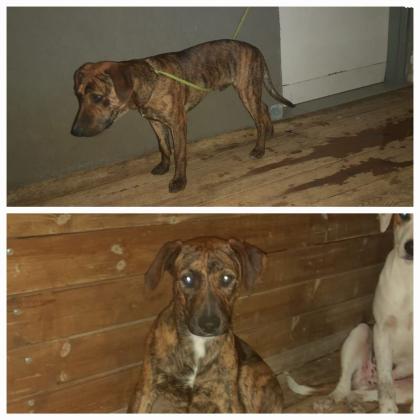 4 גורים מהממים למסירה פיטבול מעורב