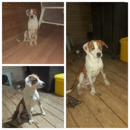 4 גורים מהממים למסירה פיטבול מעורב