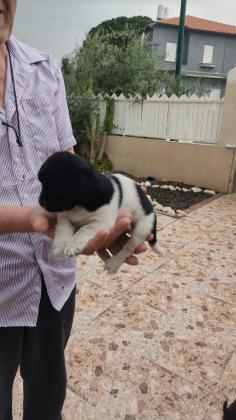 גור מתוק בן חודש