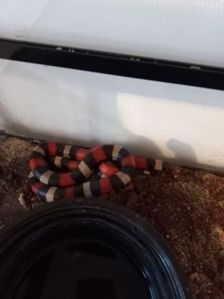 למכירה 8 זעמני אלמוגים מחיר