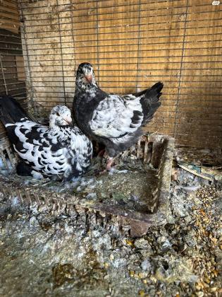 למכירה יונים מסוג קרנו קינג