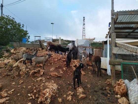 מוציא למכירה 750 שקל עקב ריבוי זכרים