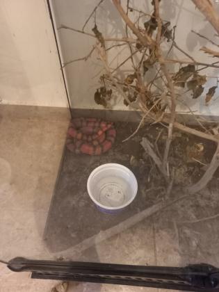 למכירה 8 זעמני אלמוגים מחיר