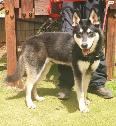 פלמנקו, מיני האסקי, בן 11