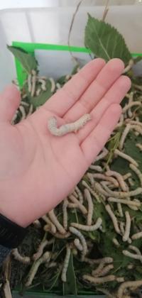 זחלי משי - תולעי משי (שקל ליחידה)