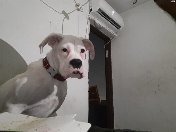 למסירה גורת בוקסר לבנה מהממת בת כחצי שנה