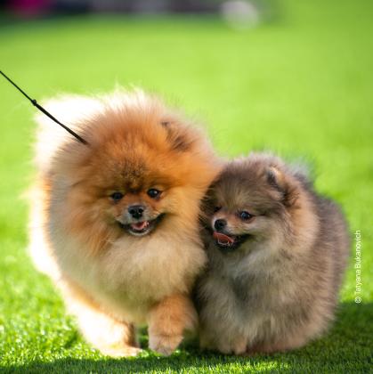 למכירה גורים וכלבים מסוג פומרניין,