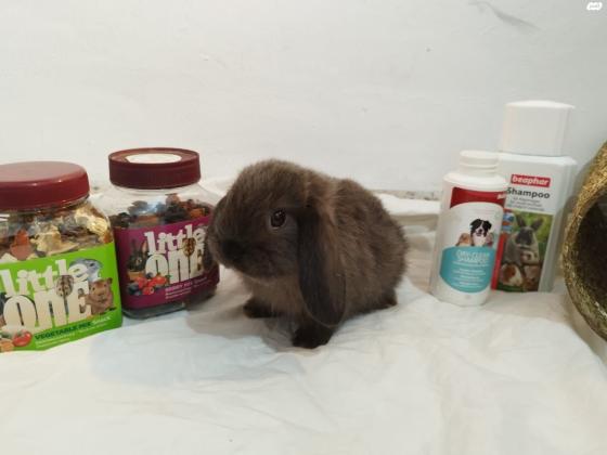 במחיר מציאה!! ארנב שמוט אוזניים