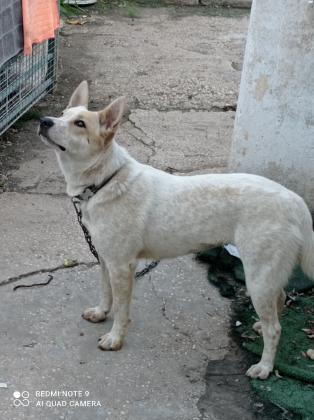 כלבת רד הילר זקוקה למרחבים