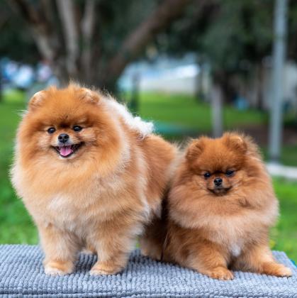 למכירה גורים וכלבים מסוג פומרניין,