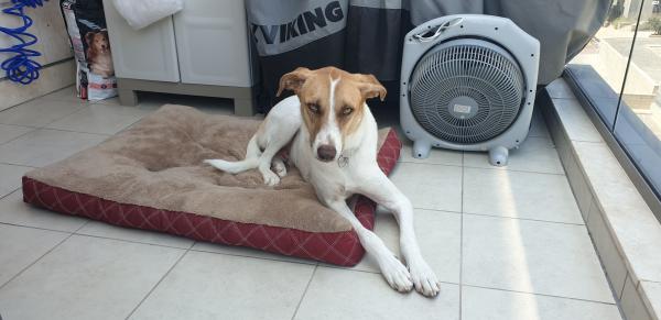 למסירה כלב כנעני מעורב