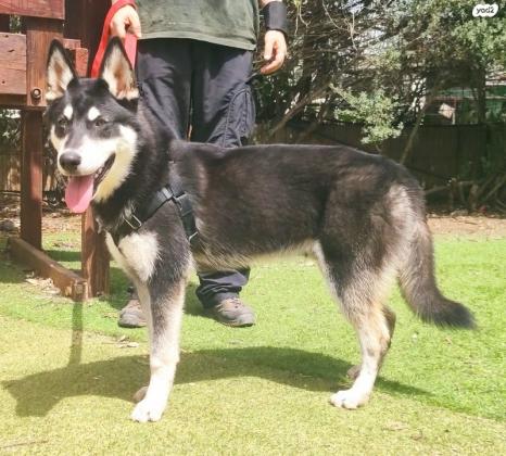 פלמנקו, מיני האסקי, בן 11