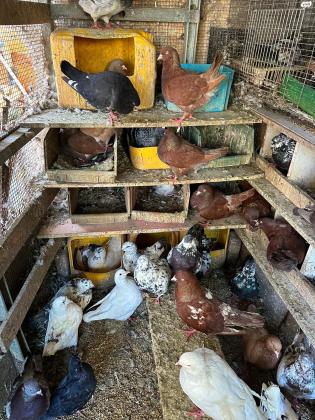 למכירה יונים מסוג קרנו קינג