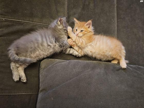 גורי מיקון מהממיםנולדו ב13 בפברואר