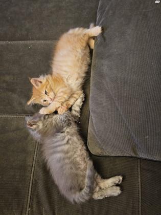 גורי מיקון מהממיםנולדו ב13 בפברואר