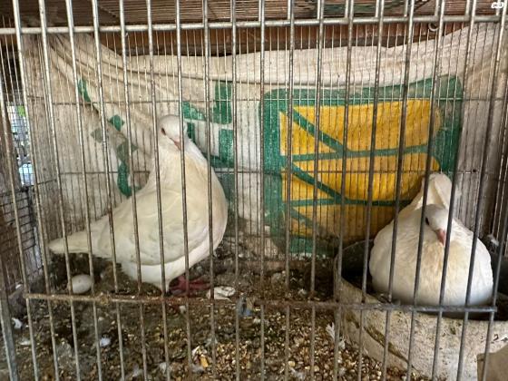 למכירה יונים מסוג קרנו קינג