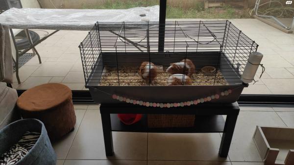 שלושה שרקנים מתוקים כולל כלוב