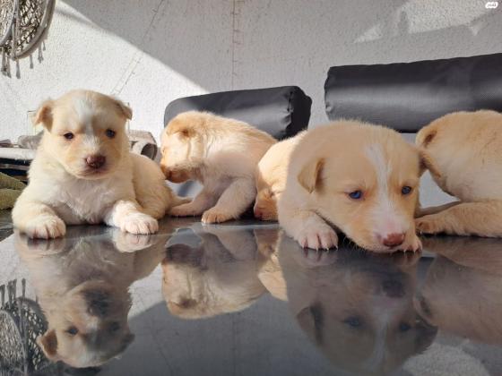 גורי לברדור מעורב עם האסקי