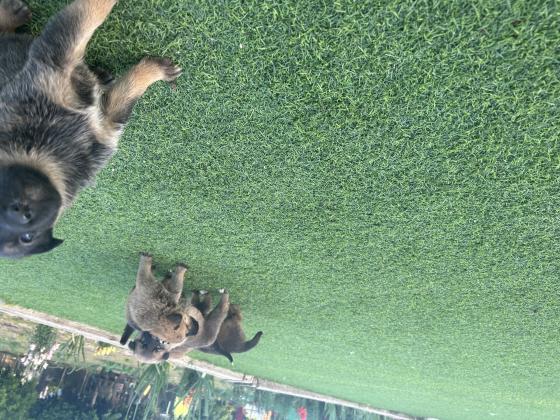 גורים האמא רועה גרמנית האבא