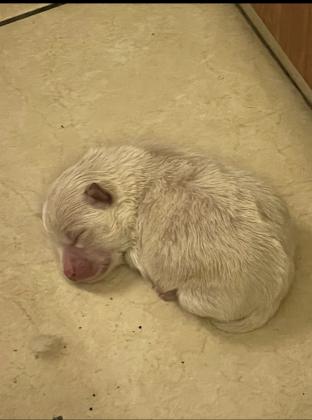 גורי פומרניין אחד זכר ואחת