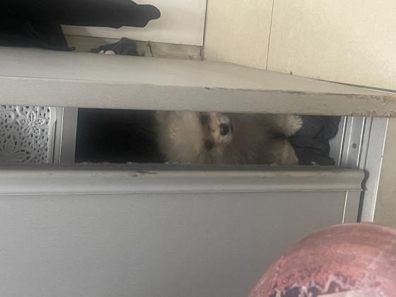 גורי פומרניין אחד זכר ואחת