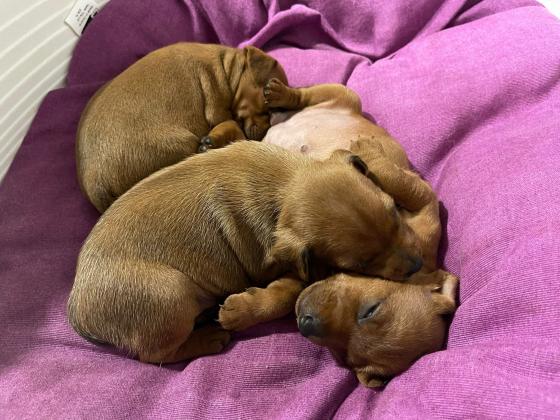 המלטה מיוחדת של פינצ'ר ננסי