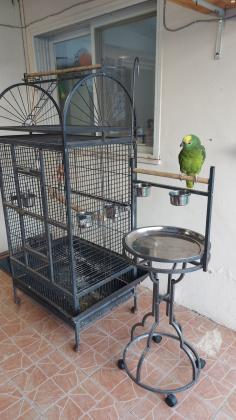 תוכי אמזונה בלו פרונט ,