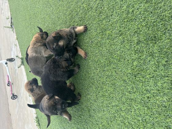 גורים האמא רועה גרמנית האבא