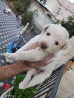 גורי לברדור מעורב עם האסקי