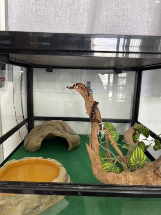 נחש מילק סנייק סינלואה בן