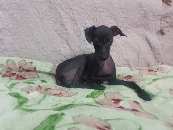 גורה יפה וקטנה של גרייהאונד איטלקי ננסי