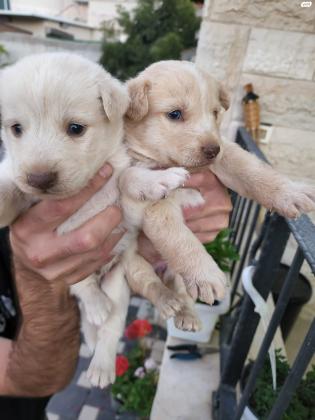 גורי לברדור מעורב עם האסקי
