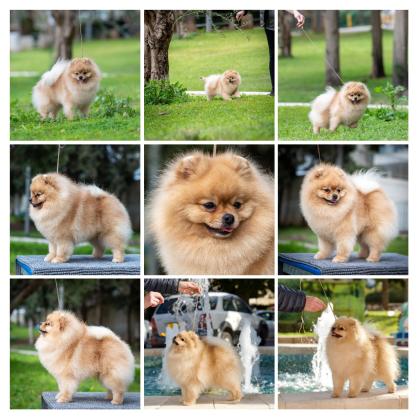 למכירה גורים וכלבים מסוג פומרניאן,