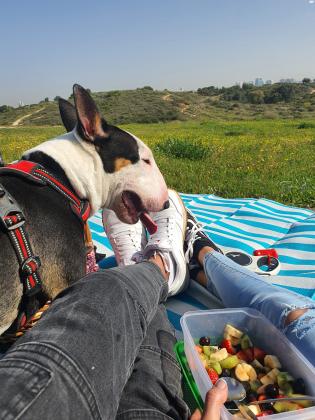 יבוא אישי מאנגליה,בן שנה,כלב יפיפה,