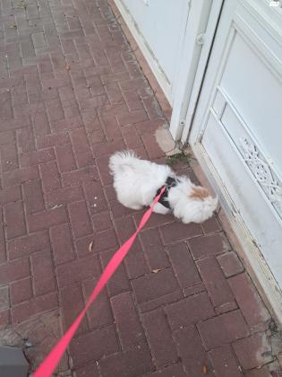 גור שיצו בן חצי שנה זכר מחוסן ומשובב