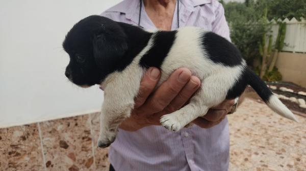 גור מתוק בן חודש