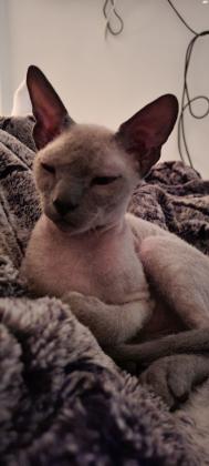 ספינקס מעורב מקסים בצבע אפור