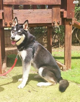 פלמנקו, מיני האסקי, בן 11