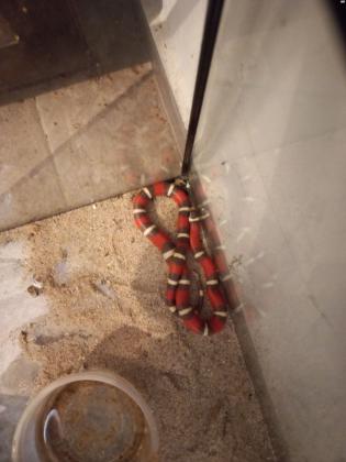 למכירה 8 זעמני אלמוגים מחיר