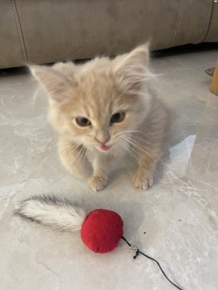 חתול פרסי למכירה הגיל , חודשיים