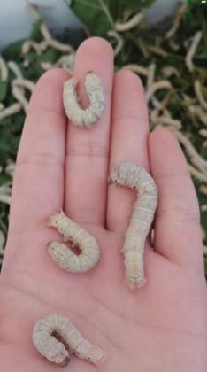 זחלי משי - תולעי משי (שקל ליחידה)