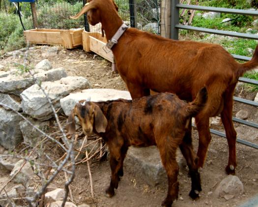 גדי זכר למכירהאבא אנגלו נובי