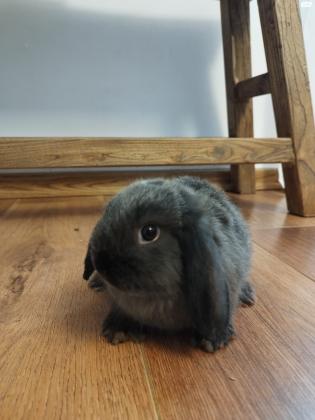 במחיר מציאה!! ארנב שמוט אוזניים