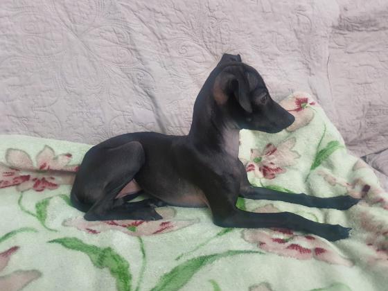 גורה יפה וקטנה של גרייהאונד איטלקי ננסי