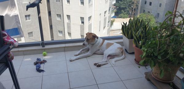 למסירה כלב כנעני מעורב