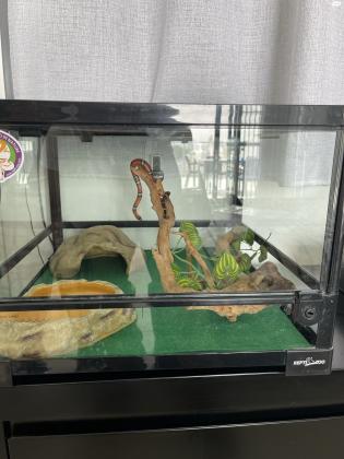 נחש מילק סנייק סינלואה בן